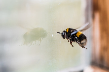 The bumblebee sitting at a window in the early spring.