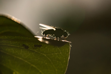 insect fly on on green leaf. fly house.