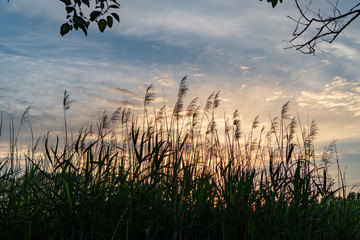 Fototapeta premium Gräser mit Sonnenuntergang