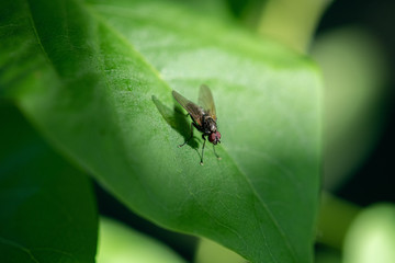 insect fly on on green leaf. fly house.