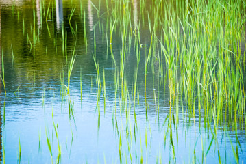 Fototapeta na wymiar Bright green stalks of reed in clear water or pond.