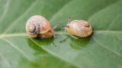 Snail lefe couple on the dry leaf in the garden with green background.Snail couple eat some food on the dry leaf.