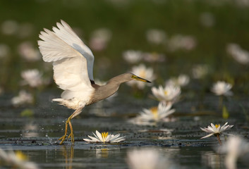 Indian Pond heron Fishing in Pond