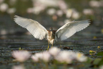 Indian Pond heron Fishing in Pond