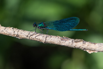 blue dragonfly outdoor on a leaf and green background