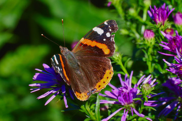Schmetterling auf Blume 