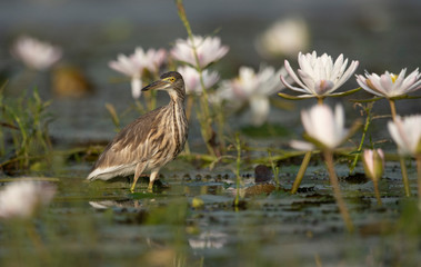 Indian Pond heron Fishing in Pond