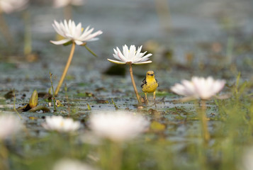 The wagtail and lotus flowers