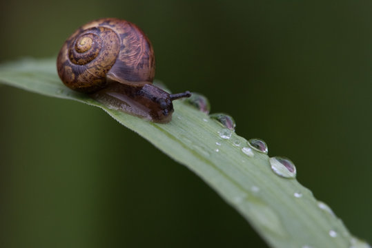 Snail lefe couple on the dry leaf in the garden with green background.Snail couple eat some food on the dry leaf.