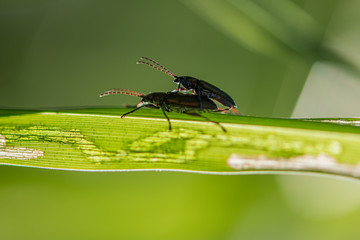 Love bugs making love on a leaf