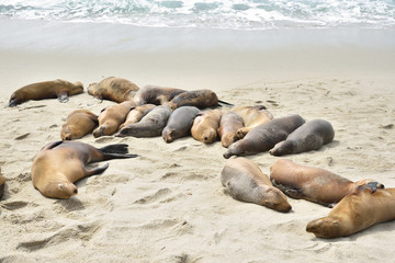 Fototapeta premium Seals and sea lions at La Jolla beach, San diego, California