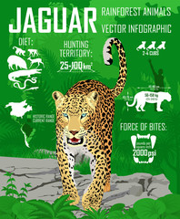 Vector rainforest jungle Jaguar infographic © Save Jungle