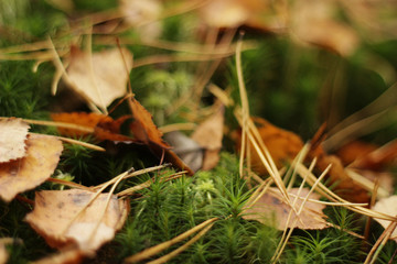 autumn leaves on grass