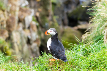 Atlantic puffin from Borgarfjordur fjord, east Iceland