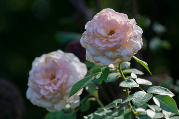 Two pink roses