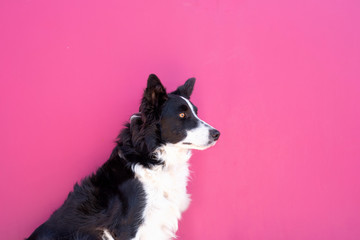 border collie on solid pink background