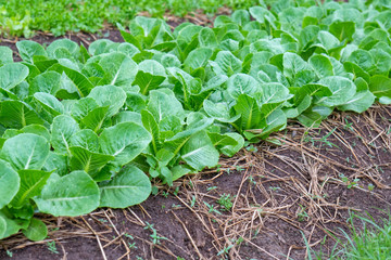 Close up fresh green lettuce on the Organic vegetable salad farm after watering, Healthy and clean food for people concept. Leaf Lettuce in garden.