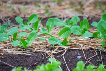 Close up fresh green lettuce on the Organic vegetable salad farm after watering, Healthy and clean food for people concept. Leaf Lettuce in garden.