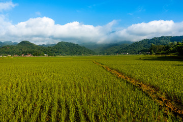 Fototapeta na wymiar Rice fields of Mai Chau, Hoa Binh province, Vietnam, surrounded by karst peaks. 