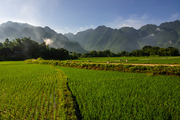 Rice fields of Mai Chau, Hoa Binh province, Vietnam, surrounded by karst peaks. 