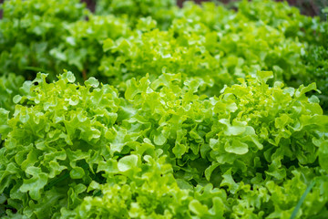Fototapeta na wymiar Close up fresh green lettuce on the Organic vegetable salad farm after watering, Healthy and clean food for people concept. Leaf Lettuce in garden.