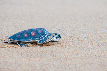 The green sea turtle (Chelonia Mydas) walking on the beach