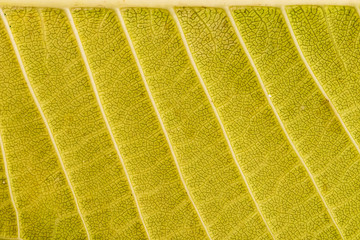 Orange texture of leaf background. Close up 