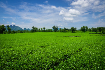 Fototapeta na wymiar Field of fresh green tea plants, Nghia Lo, Vietnam. 