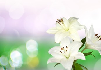 White fresh lily flower on bokeh background