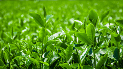 Green tea plantation, Nghia Lo, Vietnam. Close up field of fresh tea leaves. 