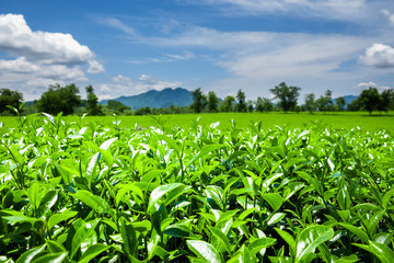 Green tea plantation, Nghia Lo, Vietnam. Close up field of fresh tea leaves. 