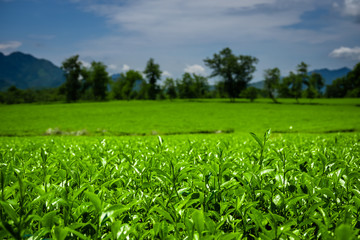 Fototapeta na wymiar Green tea plantation, Nghia Lo, Vietnam. Close up field of fresh tea leaves. 