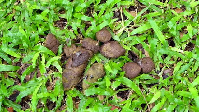 Flies swarm feces with grassy background
