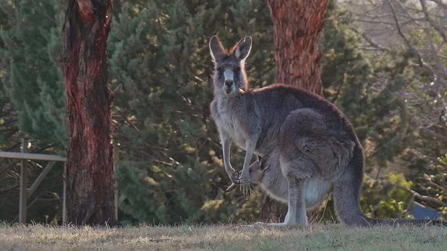 カンガルー