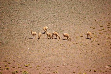 Alpacas de La Rioja