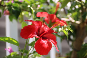 Hibiskusblüte blüht an weißem Zaun © contadora1999