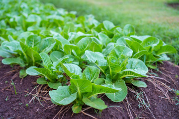 Close up fresh green lettuce on the Organic vegetable salad farm after watering, Healthy and clean food for people concept. Leaf Lettuce in garden.