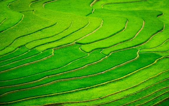 Aerial view on the rice fields of Tu Le valley, between Nghia Lo and Mu Cang Chai.  Abstract lines of rice fields. 