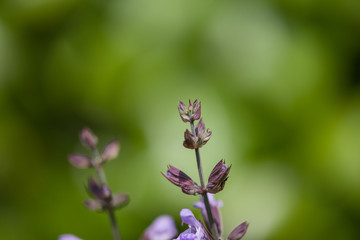 Obraz na płótnie Canvas close-up of a blooming lavender