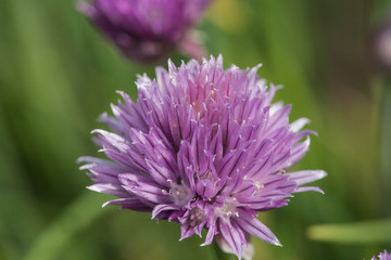 chive blossoms with green background and shadows