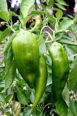 Green Peppers