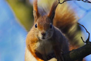 Eichhörnchen im Frühling blickt in die Kamera bei Sonnenschein