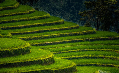 Landscape of Vietnam, terraced rice fields of Hoang Su Phi district, Ha Giang province. Spectacular rice fields. 