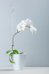 Beautiful white orchid in a flowerpot isolated on a grey background