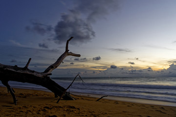 Sunset on the Beach with a Tree, Mai Khao, Phuket, Thailand