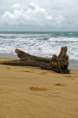 Tree on Beach, Mai Khao, Phuket, Thailand