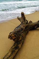 Tree on Beach, Mai Khao, Phuket, Thailand