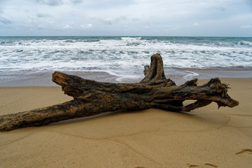 Tree on Beach, Mai Khao, Phuket, Thailand