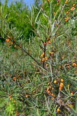 Sanddorn (Hippophae rhamnoides) - sea-buckthorn
