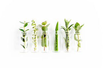Mix of herbs, green branches, leaves mint, eucalyptus, rosemary, aloe Vera and plants collection on...